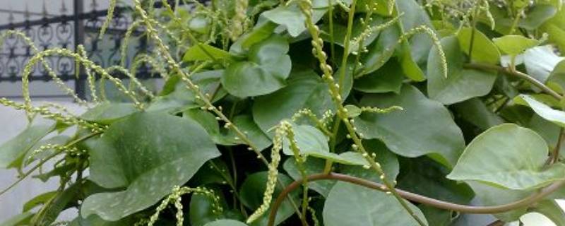 腾三七叶子怎么吃 藤三七叶子能吃吗