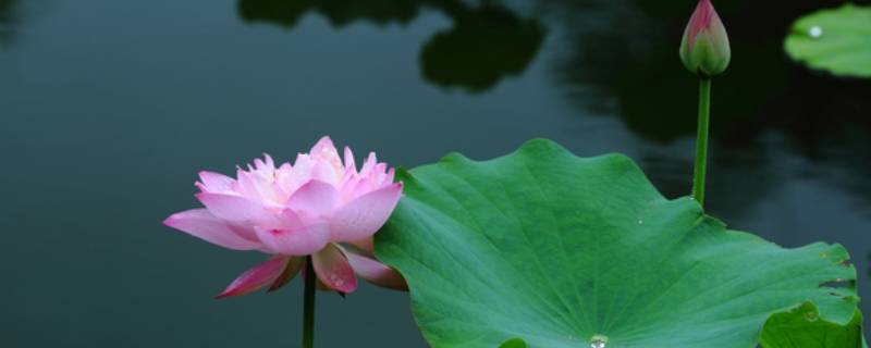 荷花可以做什么美食 荷花可以用来做什么吃的