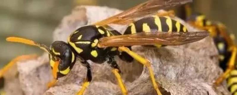 马蜂怎么处理（一堆马蜂怎么处理）