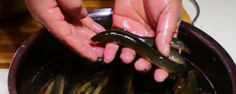 小泥鳅怎么处理干净（小泥鳅怎么清洗才干净）