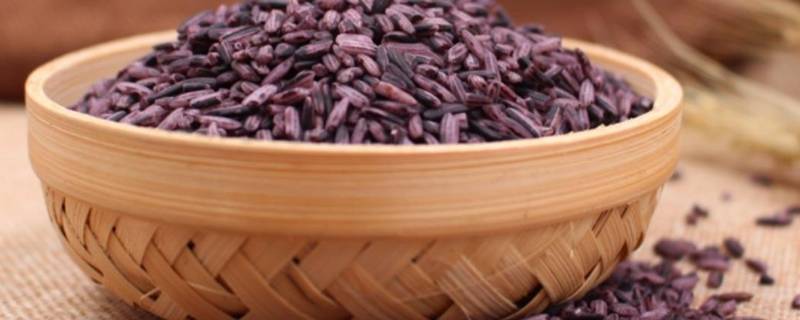 紫米怎么做才好吃 紫米可以做什么好吃的