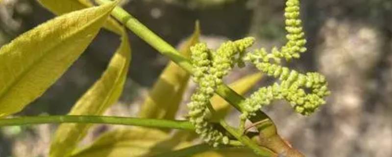 新鲜核桃花怎么处理（新鲜的桃核怎么处理）