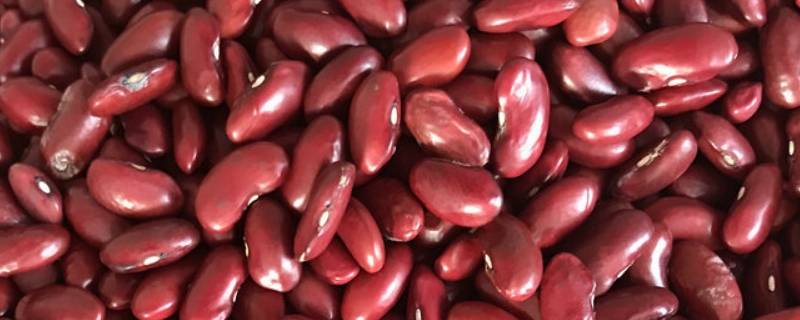 红腰豆怎么做好吃又简单 红腰豆怎么吃法有什么功效呢
