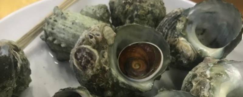 石头螺怎么吃 海螺石头螺怎么吃