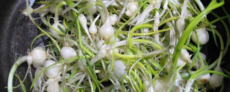 小根蒜怎么吃 小根蒜怎么吃法
