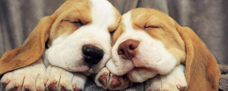 狗的寿命是多少 柯基狗的寿命是多少