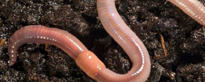 蚯蚓钓鱼绝招 蚯蚓钓鱼的三个绝招