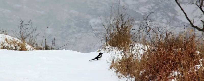 雪分为哪几种（雪分为哪几种鹅毛雪）