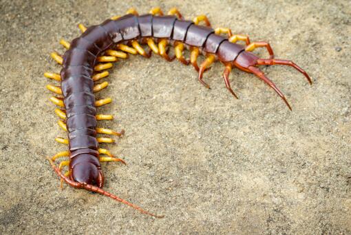 被蜈蚣咬了怎么消肿止痒