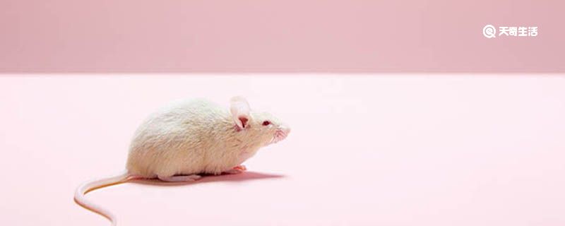 为什么老鼠喜欢啃咬硬物