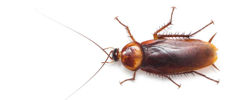 房间有蟑螂睡觉危险吗（房间有蟑螂睡觉危险吗知乎）