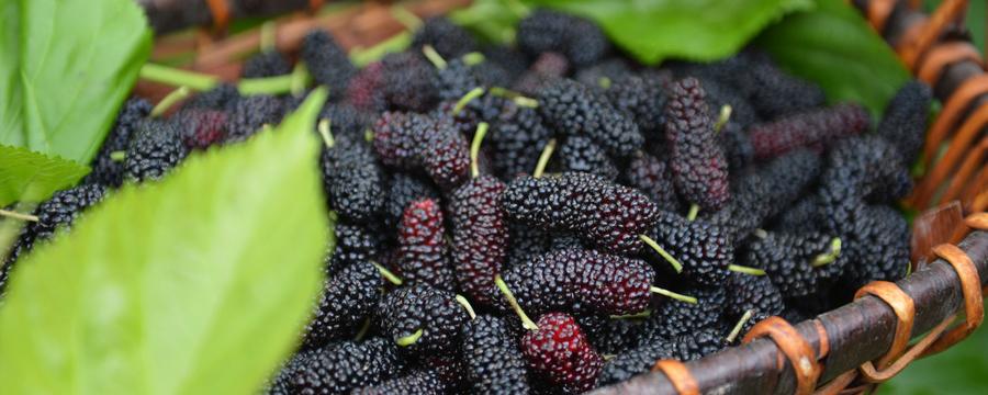 桑葚弄到衣服上该怎么洗（）