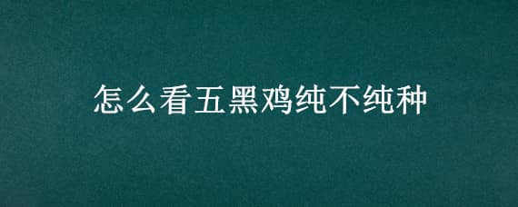 怎么看五黑鸡纯不纯种（怎么看五黑鸡纯不纯种子）