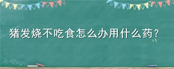 猪发烧不吃食怎么办用什么药