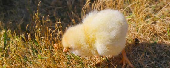 小鸡出壳多久可以喂食 小鸡出壳多久可以喂食食物