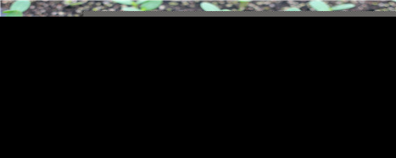 西瓜僵苗怎么办