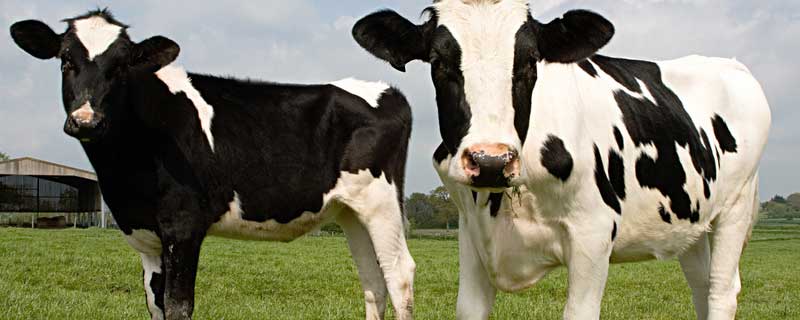 奶牛一天能产奶多少斤 一个奶牛一天能产多少斤奶