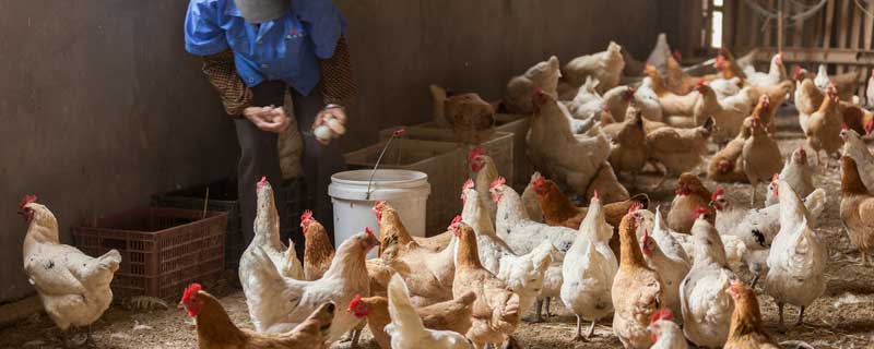 土霉素可以治鸡球虫病吗 球虫药能和土霉素一起喂鸡吗