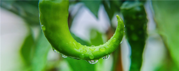 辣椒种植间距多少