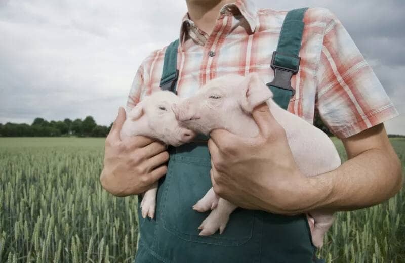 猪场突发病 猪场突发病