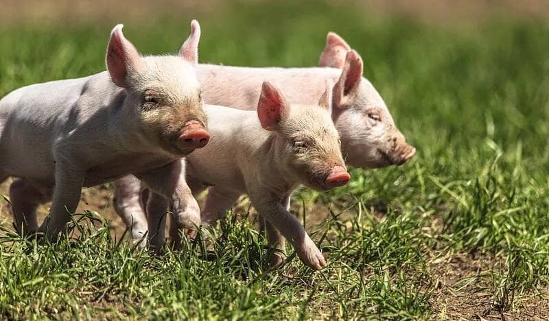 猪场突发病 猪场突发病