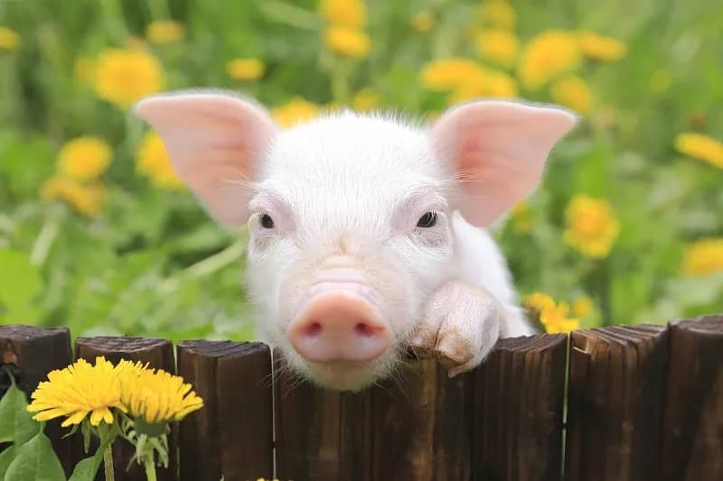 猪场突发病 猪场突发病