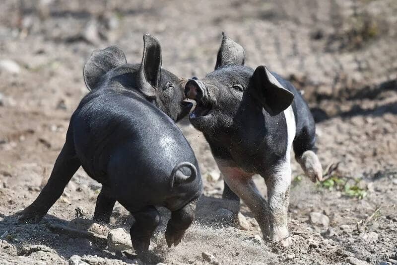 猪场突发病 猪场突发病