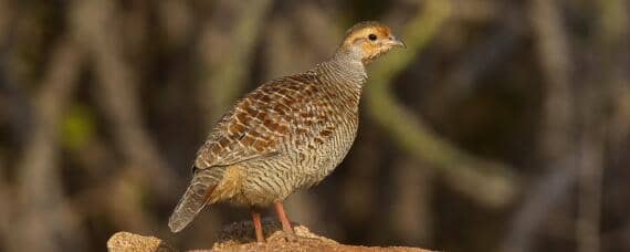 芦丁鸡多久出壳