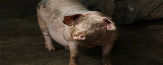 母猪排毒解毒中草药配方 母猪中药排毒保健方剂