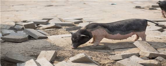 猪光喝水不吃食怎么治（猪光喝水不吃食怎么治呢）
