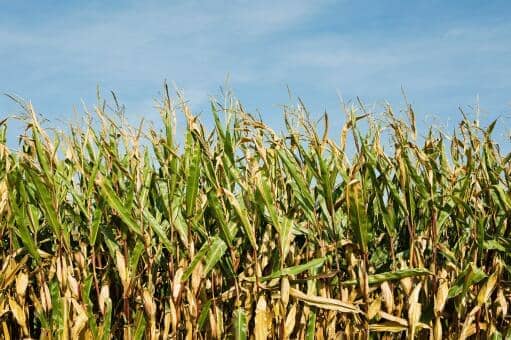 玉米