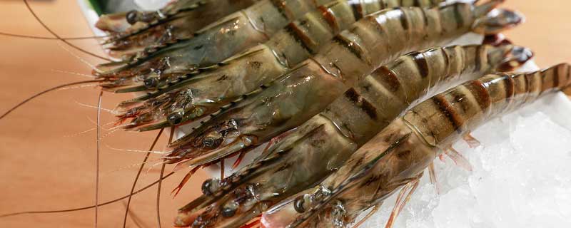 基围虾养殖技术条件淡水 水产基围虾怎样养殖