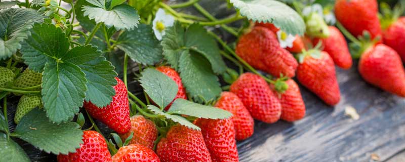 一株草莓能活几年 一棵草莓能活多少年
