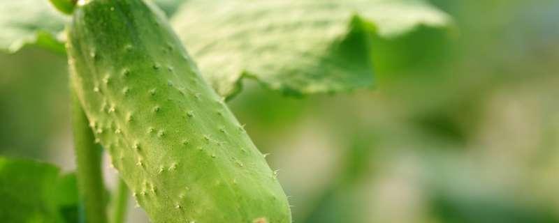 调控黄瓜叶片苦味的基因是 调控黄瓜叶片苦味的基因是0