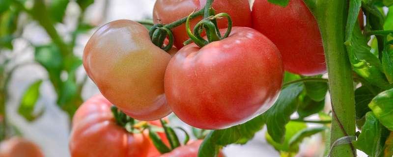 西红柿坐果期施什么肥 西红柿坐果期施什么肥料好