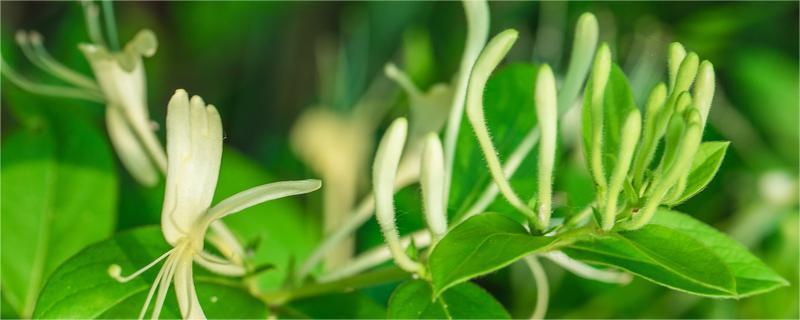 金银花茶可以祛痘吗（金银花茶可以祛痘吗,金银花茶祛痘的操作方法）