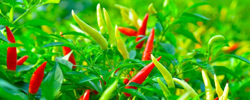 辣椒的功效与作用及营养价值（辣椒的功效与作用及营养价值及禁忌）