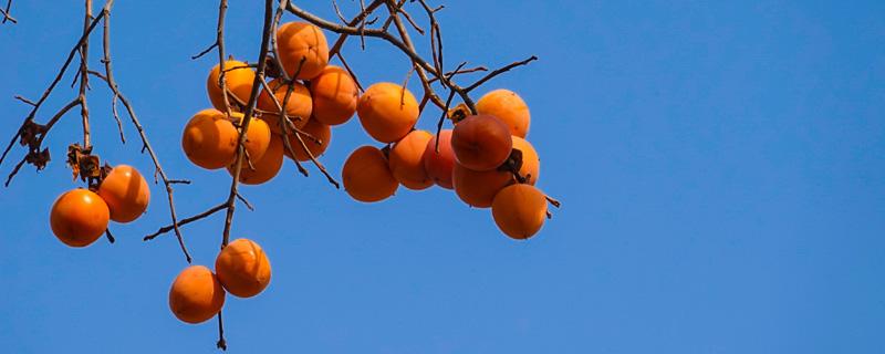 柿子能够空腹吃吗 柿子可以空腹吃不