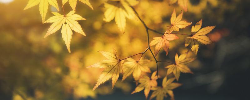 秋分时节吃什么食物养生 秋分时节吃什么食物好