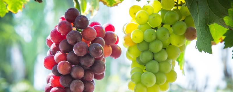 葡萄能冷冻保存吗怎么保存 葡萄能冷冻保存吗