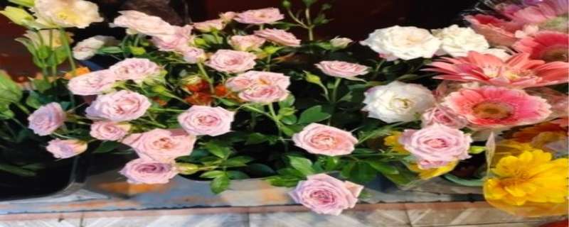 11朵粉色玫瑰花代表什么意思（11朵粉色玫瑰花代表什么意思搞笑）