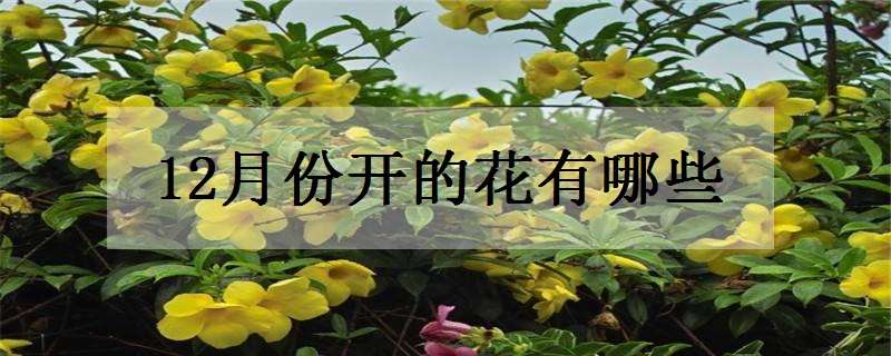 12月份开的花有哪些（12月份开的花有哪些品种）