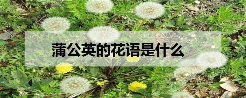 蒲公英的花语是什么 蒲公英的花语是什么?