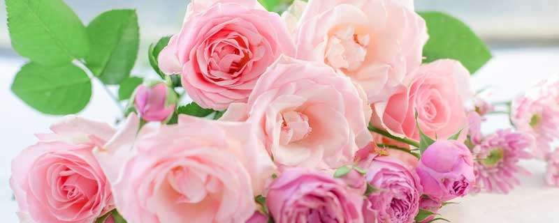 粉红色玫瑰花语是什么意思 粉红色的玫瑰花语是什么意思