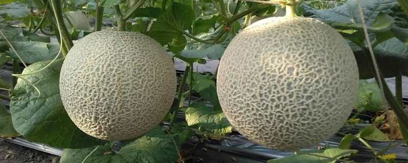 哈密瓜在北方可以种植吗（哈密瓜在北方可以种植吗冬天）