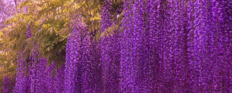 紫藤花几月份开花 紫藤花哪个季节开花