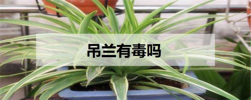 吊兰有毒吗（美国吊兰有毒吗）