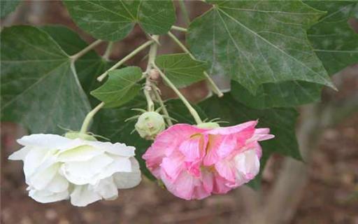 草芙蓉花怎么养 草本芙蓉花的种类