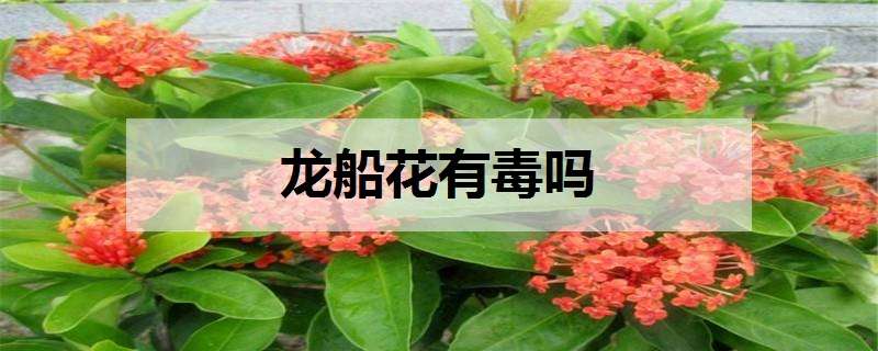 龙船花有毒吗 龙船花有毒吗?可以室内盆栽吗?