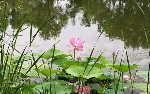 荷花种植方法和时间是什么（荷花的种植方法和时间）